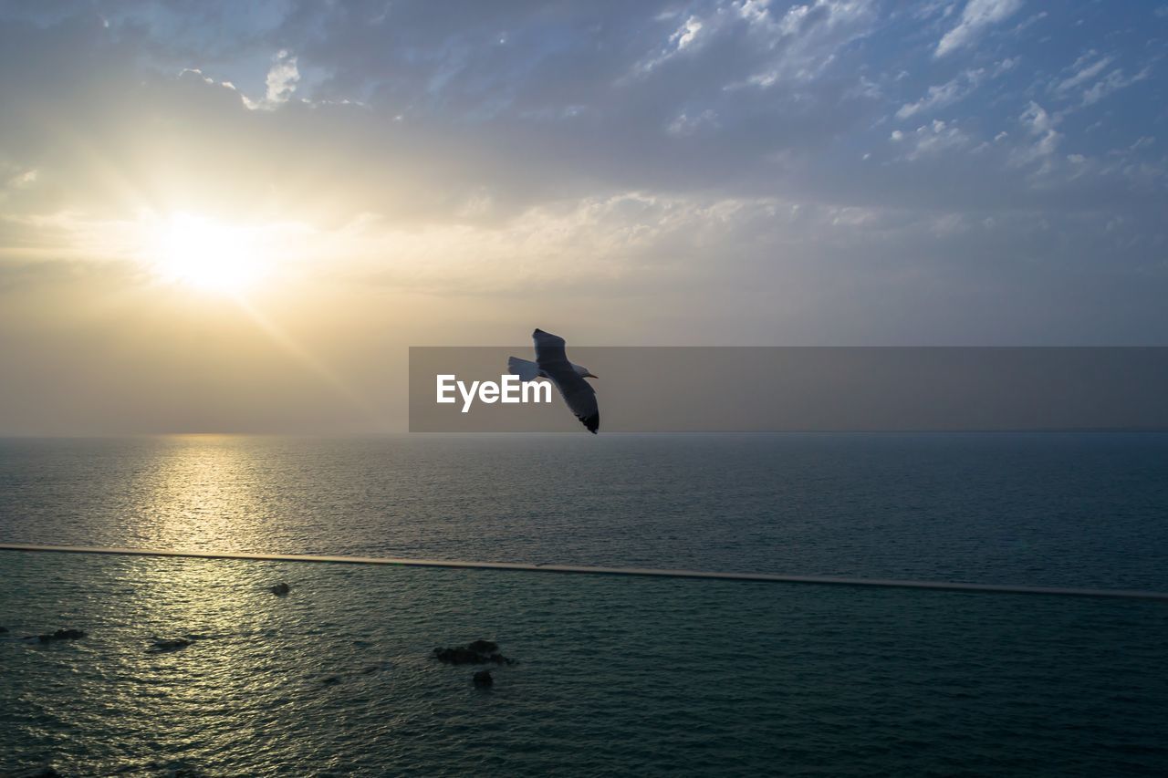 SEAGULL FLYING OVER SEA