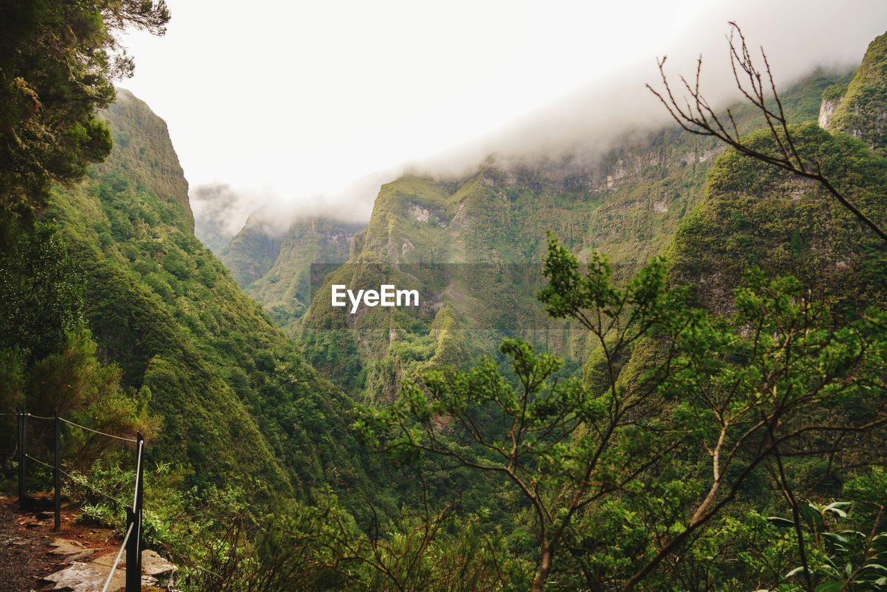nature, forest, environment, plant, tree, land, mountain, landscape, beauty in nature, scenics - nature, fog, wilderness, rainforest, natural environment, valley, jungle, tranquility, sky, travel, no people, non-urban scene, travel destinations, tranquil scene, outdoors, green, social issues, pinaceae, tourism, day, autumn, mountain range, coniferous tree, ridge, pine tree, growth, leaf, environmental conservation