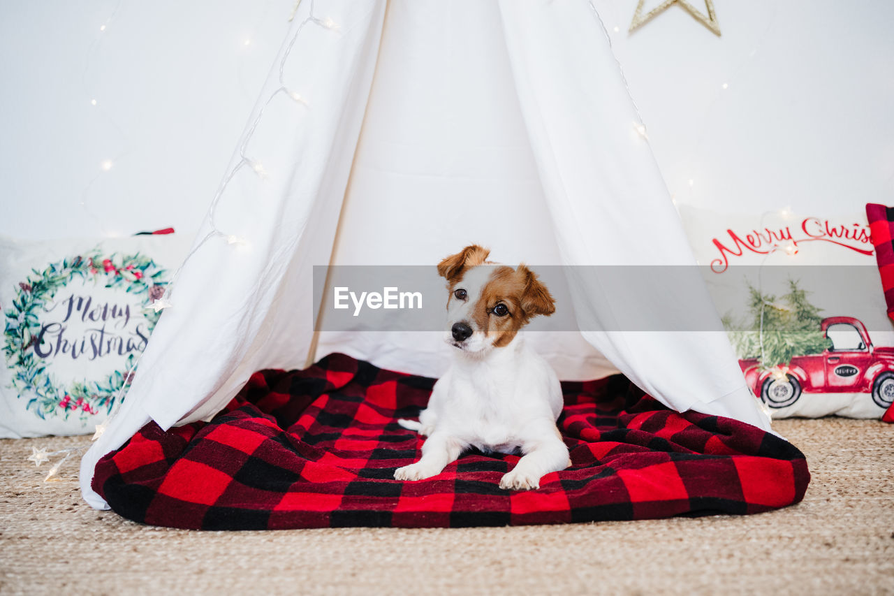 Cute jack russell dog at home standing with christmas decoration. christmas time