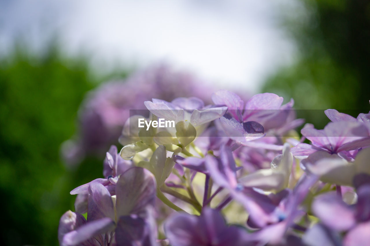 Close-up of pink flowering plants