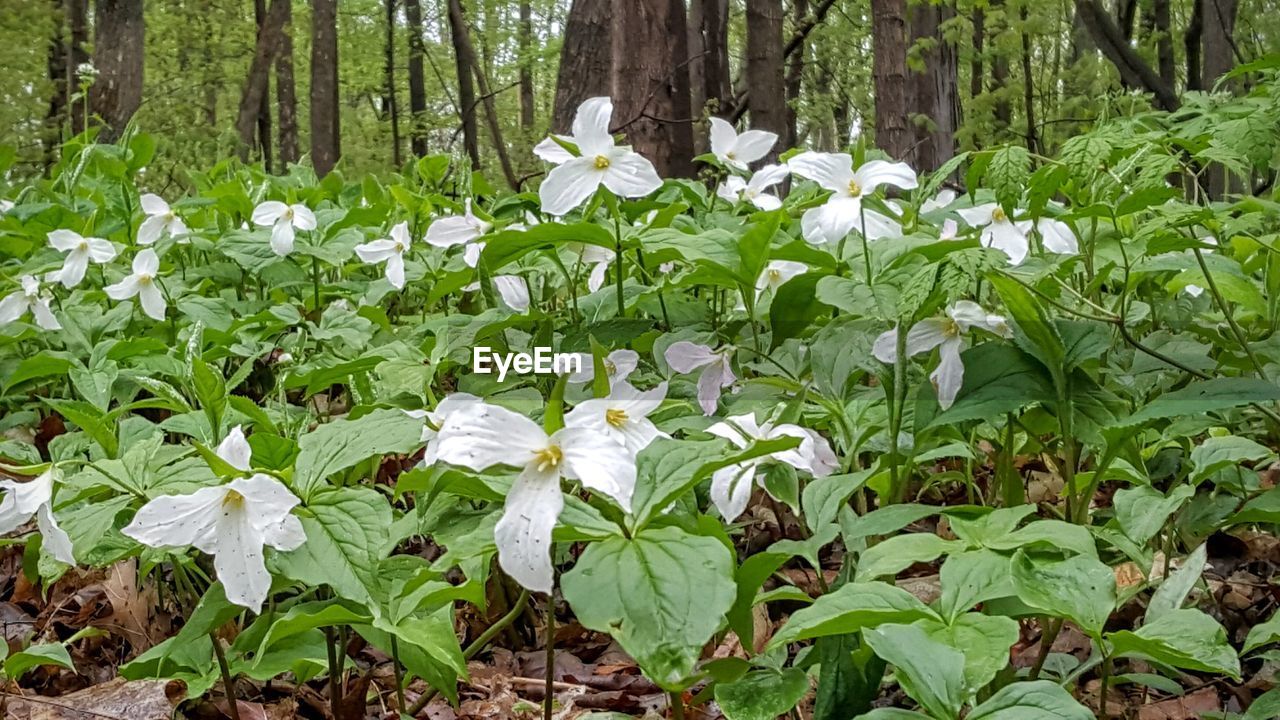 White flowers growing in forest