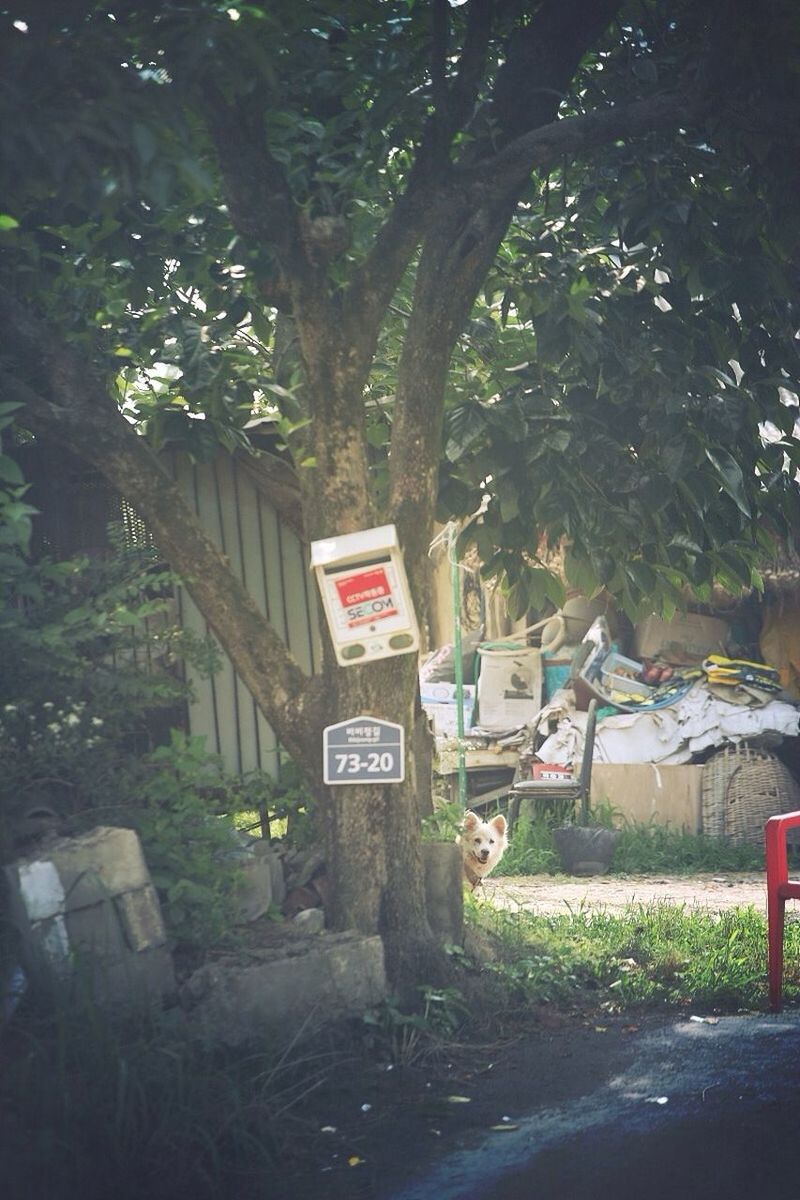 ROAD SIGN ON TREE TRUNK