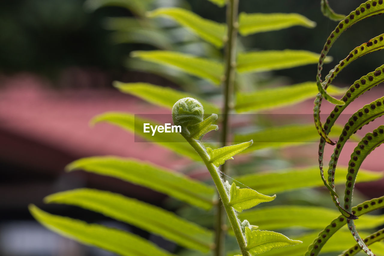 Close-up of fern leaf 