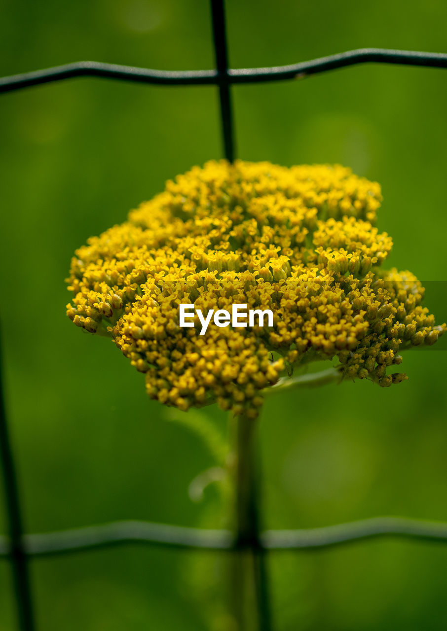 Close-up of yellow flowering plant