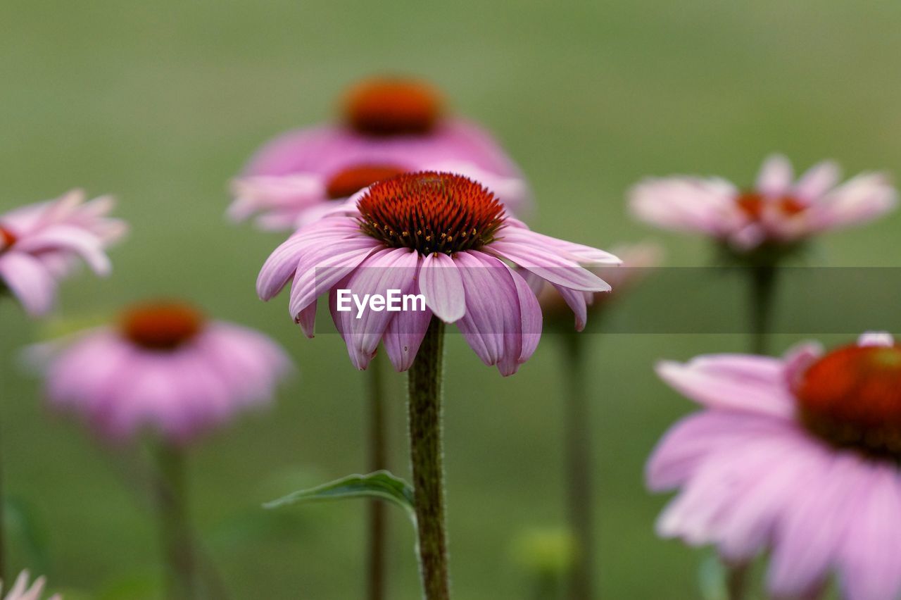 CLOSE-UP OF FRESH PURPLE CONEFLOWER BLOOMING OUTDOORS