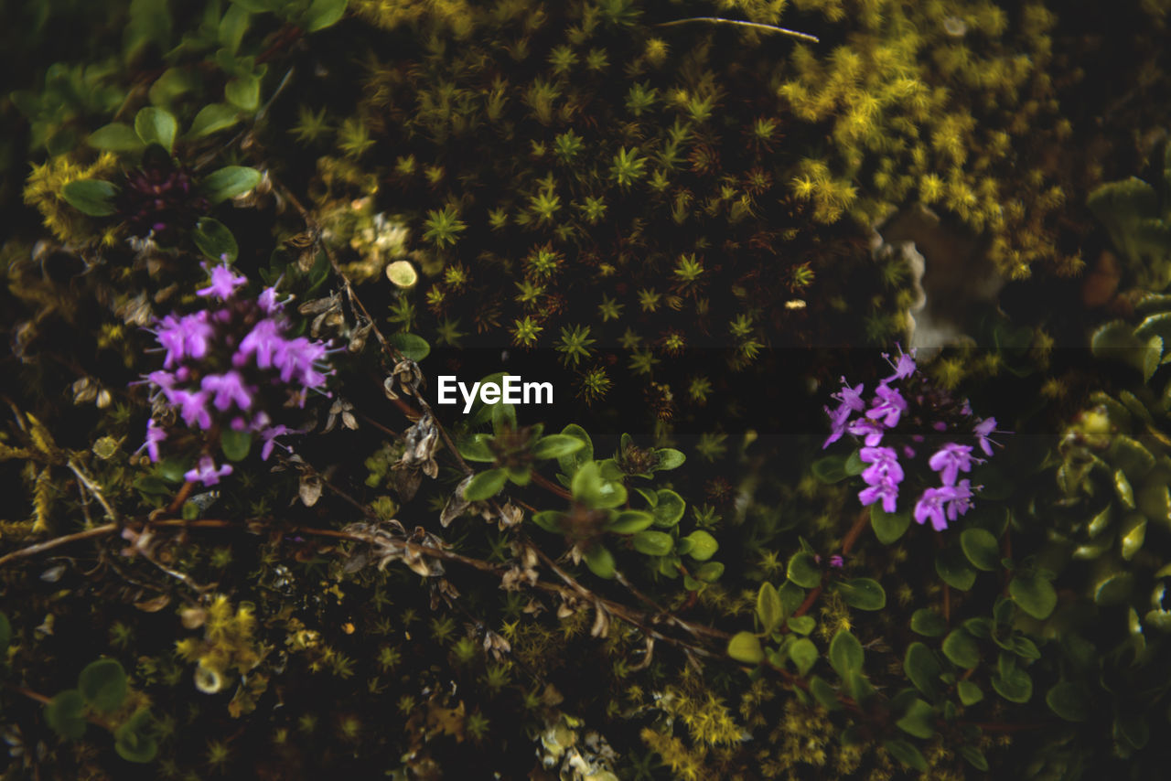 Close-up of purple flowers blooming outdoors