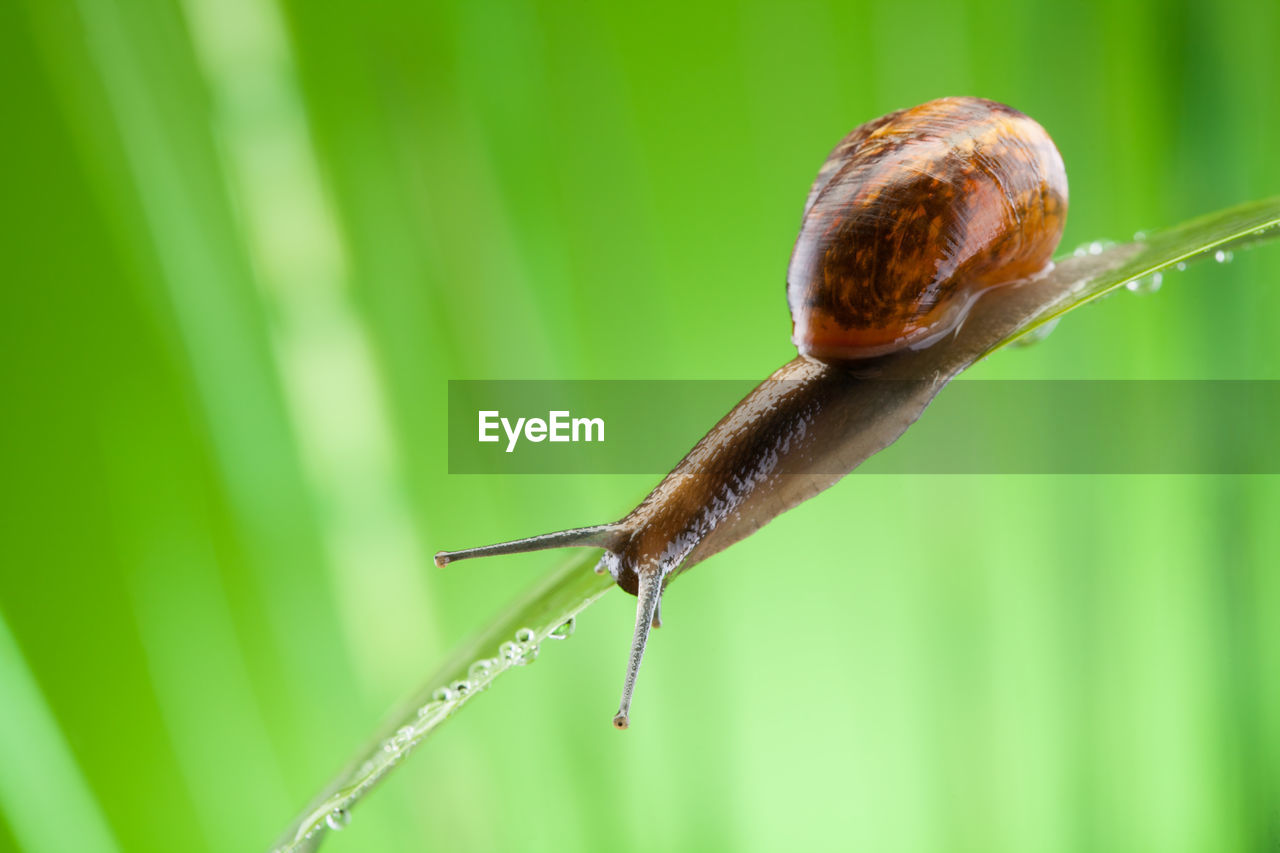 CLOSE-UP OF SNAIL ON A PLANT