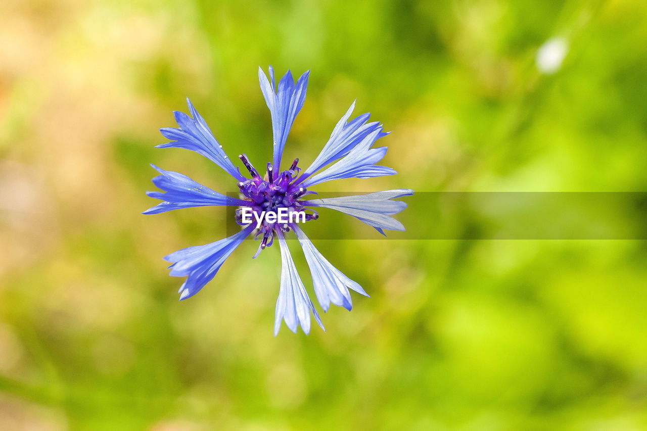 Close-up of purple flowering plant