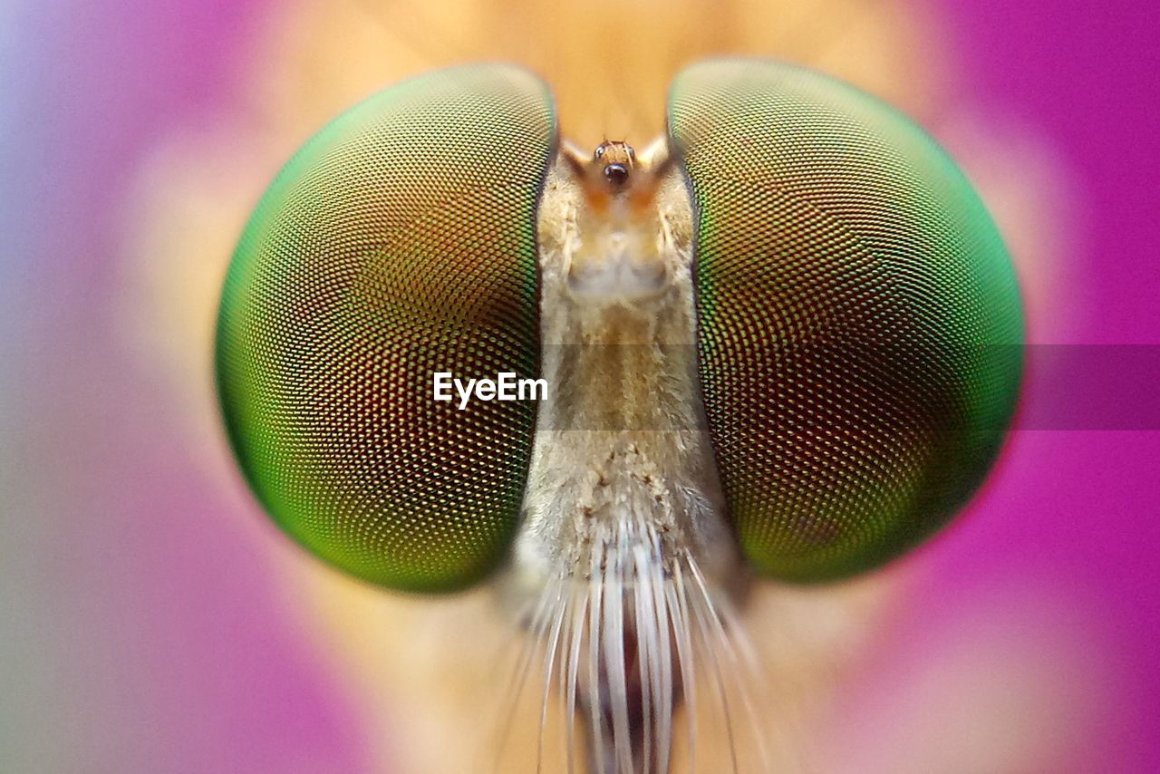 Extreme close-up portrait of insect