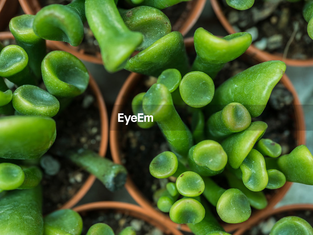 High angle view of vegetables on plant