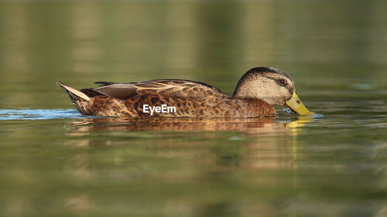 DUCKS SWIMMING IN LAKE