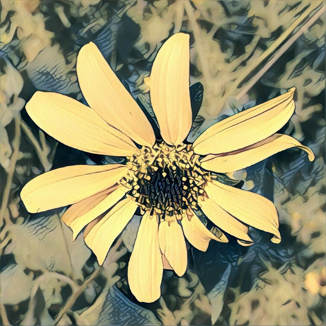 CLOSE UP OF FLOWER