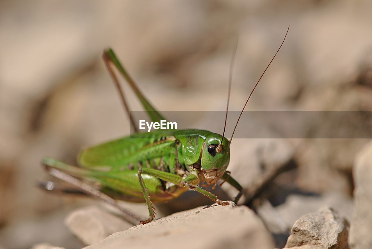 INSECT ON ROCK