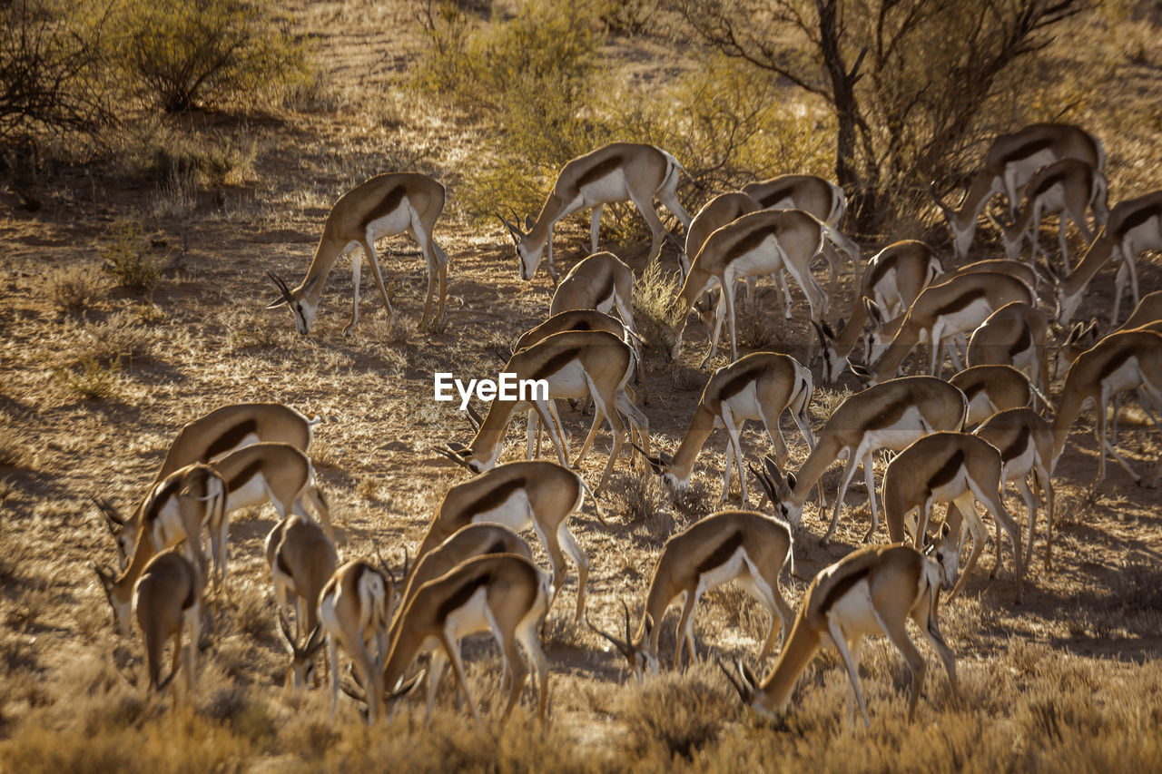 Herd of springbok grazing in backlit in kgalagari transfrontier park, south africa 