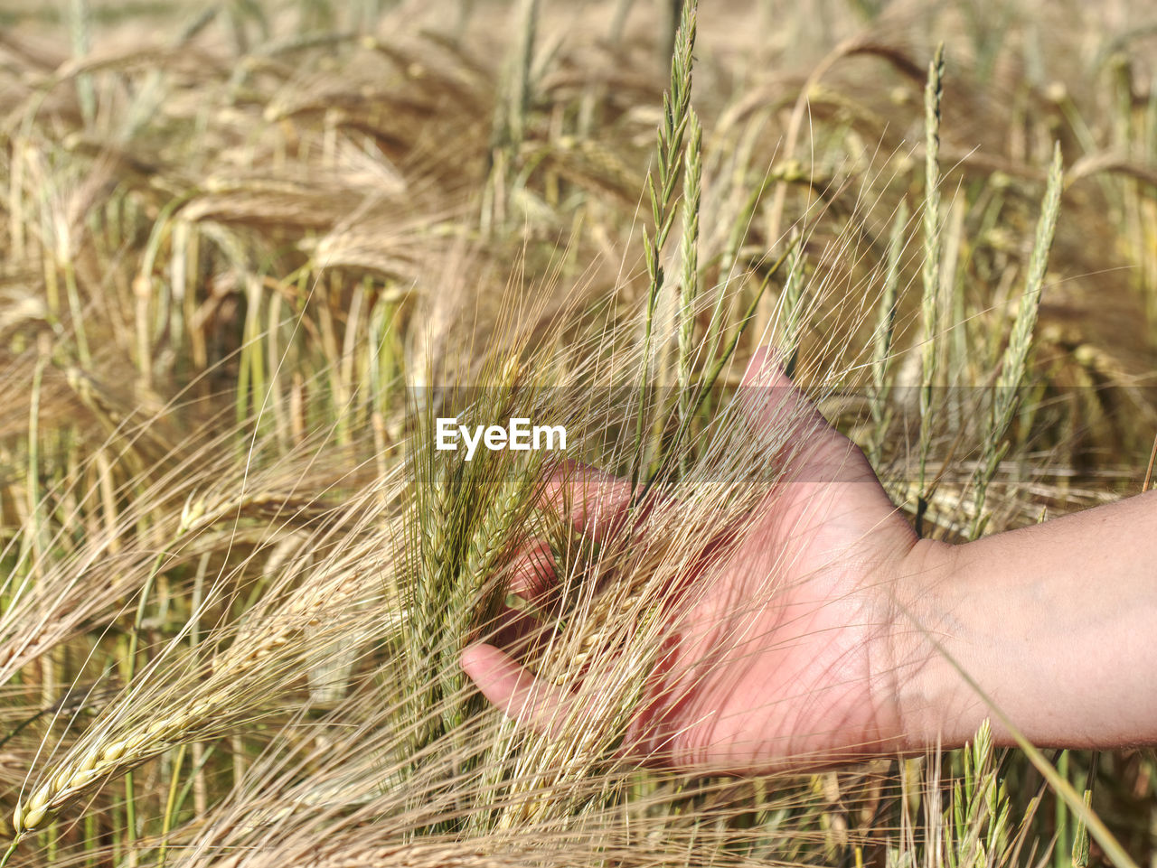 Female farmer hands gently touching ear of barley to observe progress and maturation of grains