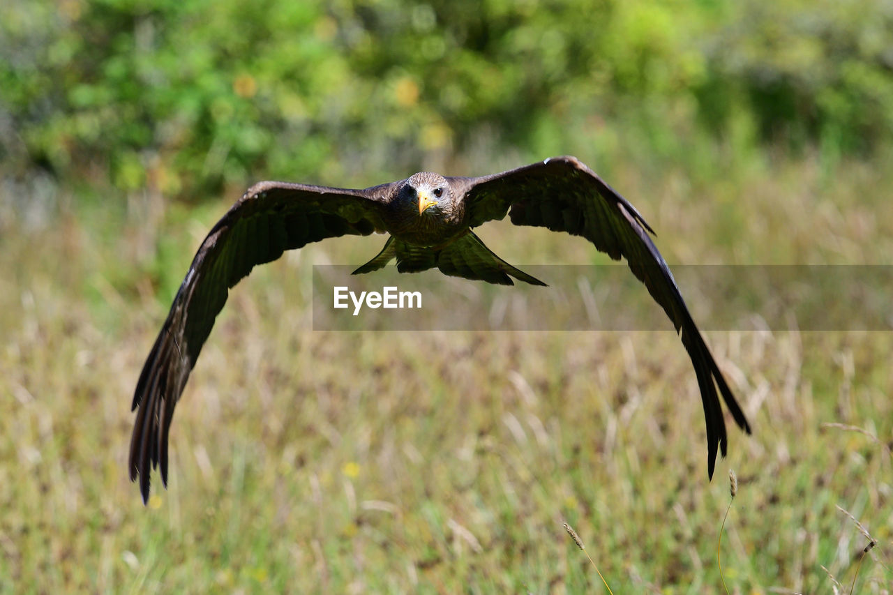 Bird flying over grassy field