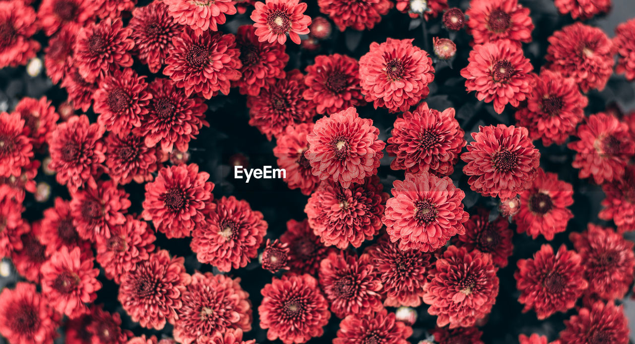 Full frame shot of red flowering plants