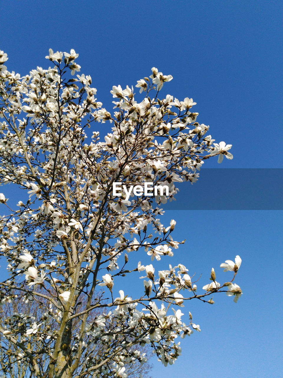 Low angle view of magnolia against clear blue sky