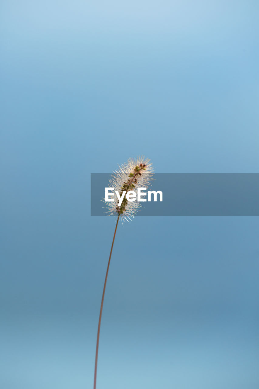 Close-up of dandelion against sky