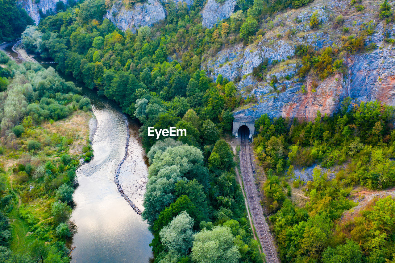 HIGH ANGLE VIEW OF PLANTS AND TREES IN FOREST