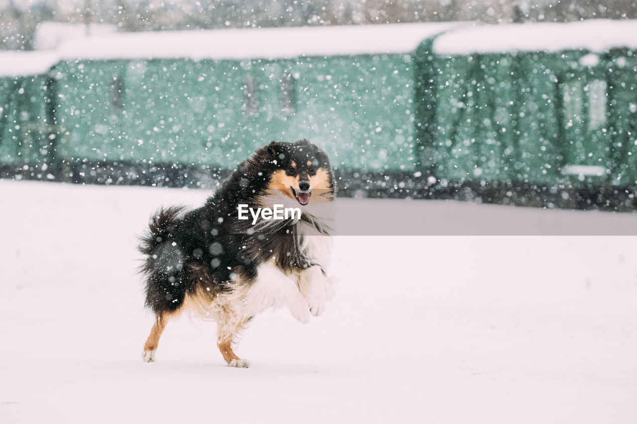 close-up of dog running on snow covered field