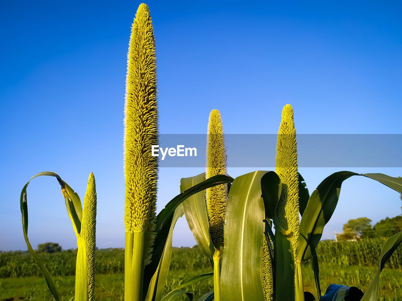 LOW ANGLE VIEW OF CACTUS PLANT AGAINST CLEAR BLUE SKY