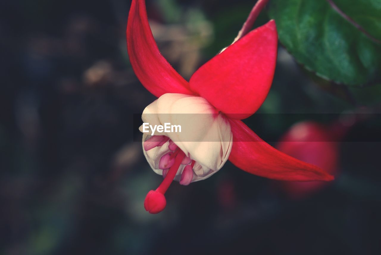 Close-up of fuchsia flower