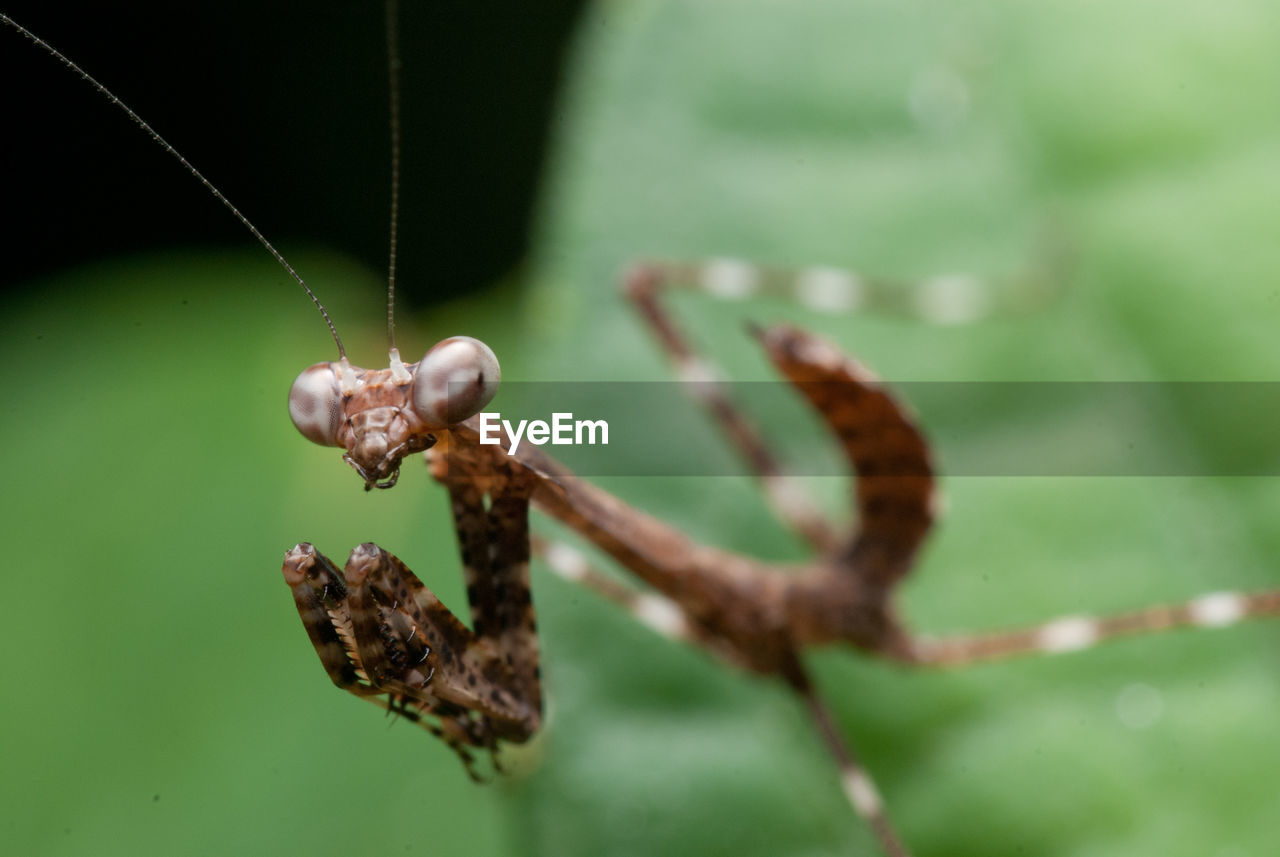 A mantis on a green leaf