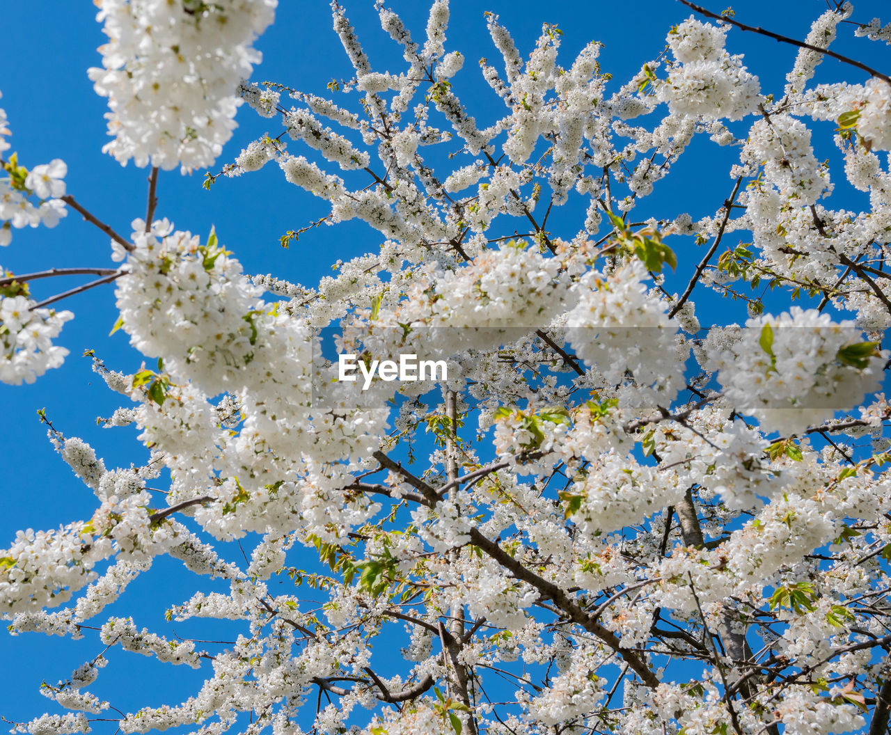 Ornamental apple tree with a white blossoms against a blue sky