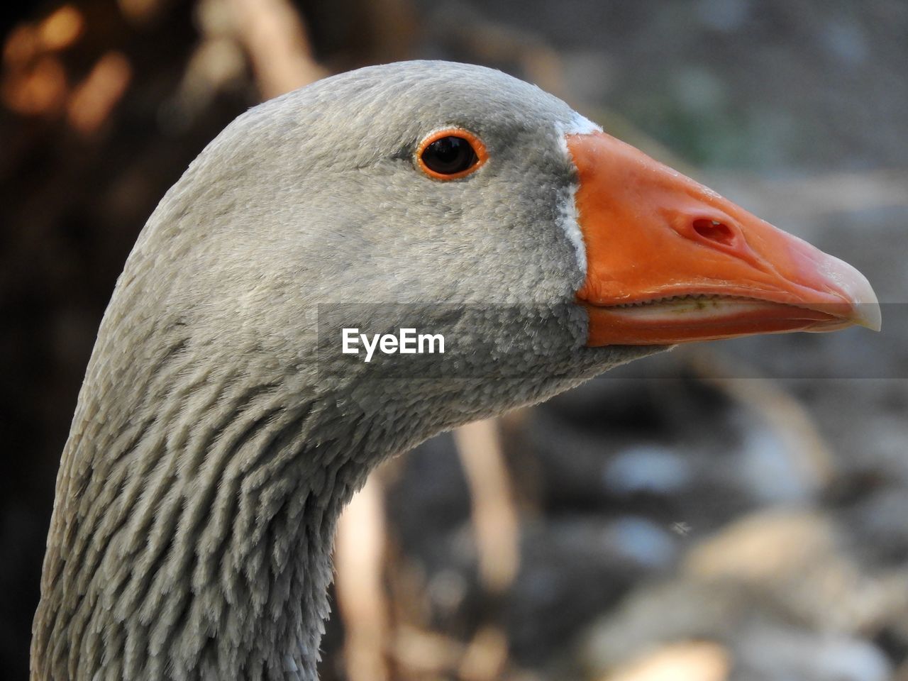 Close-up of bird