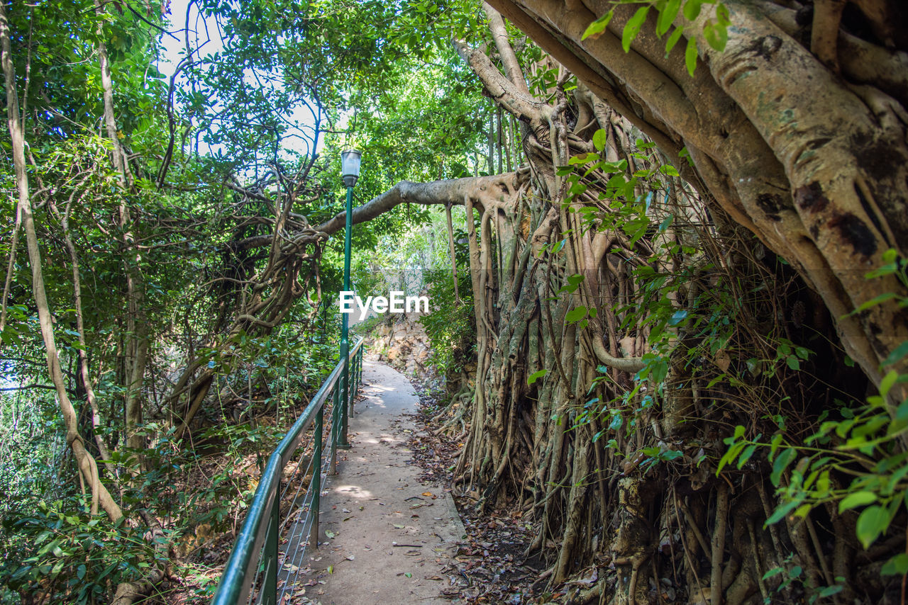 Walkway amidst trees in forest