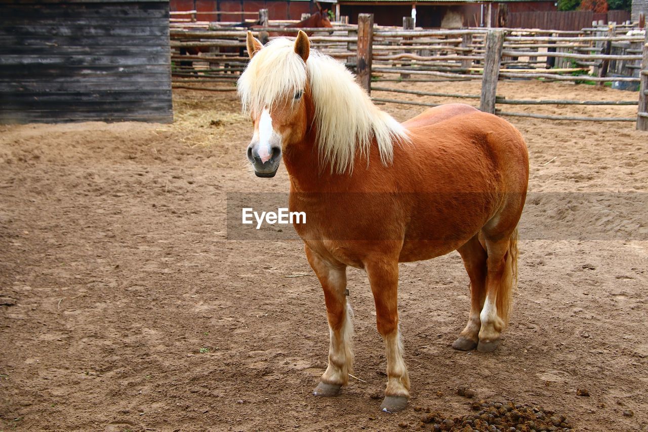 Portrait of pony standing at ranch