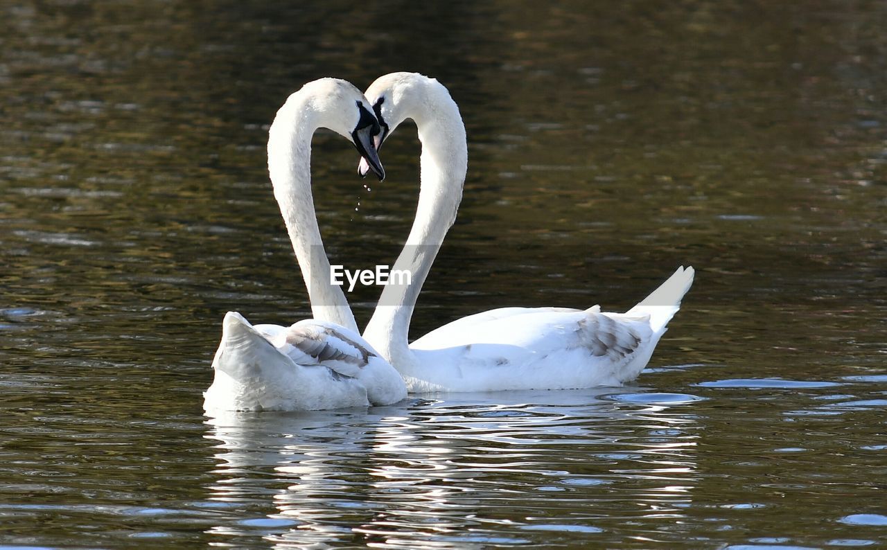 SWAN IN LAKE