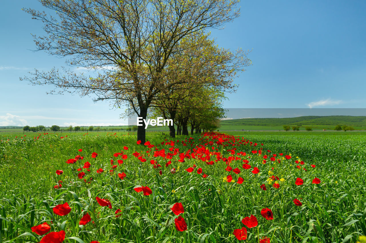 Red poppies blooming on a green field