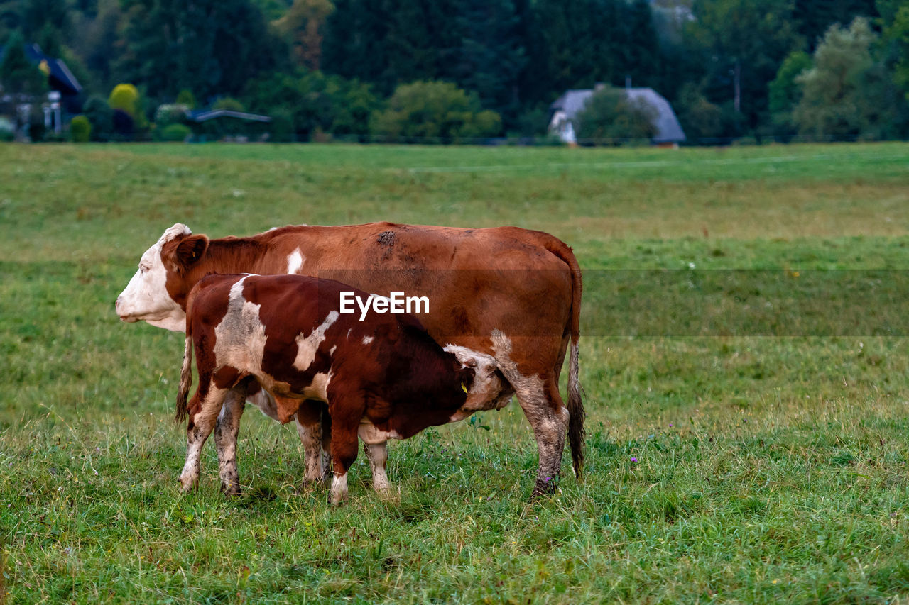 COW STANDING IN FARM