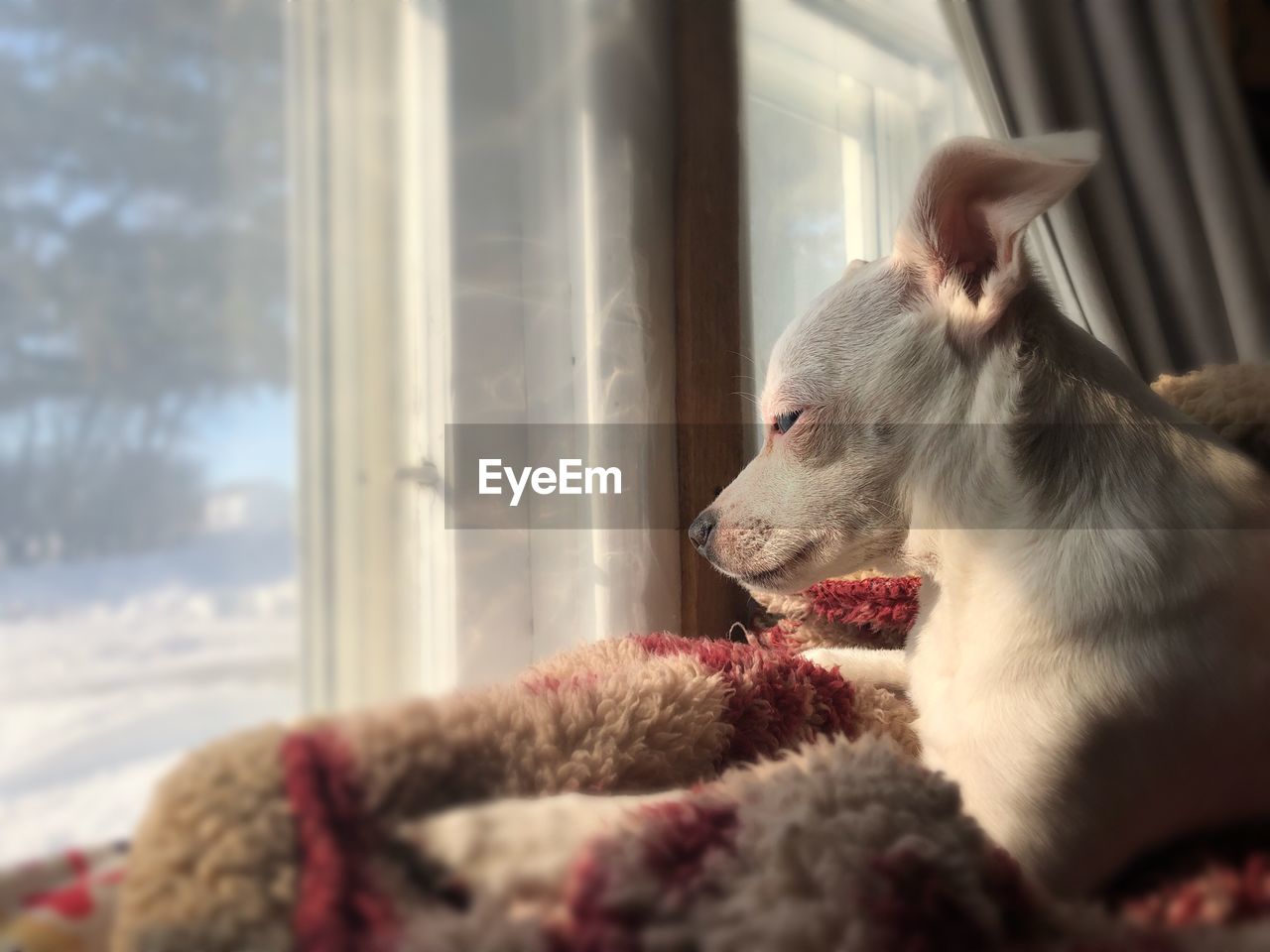 Close-up of dog looking through window at home