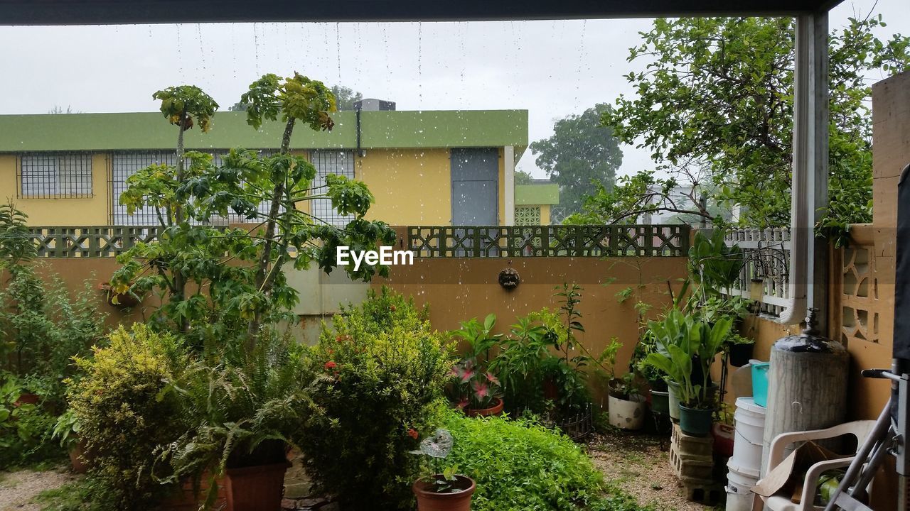 PLANTS AGAINST SKY