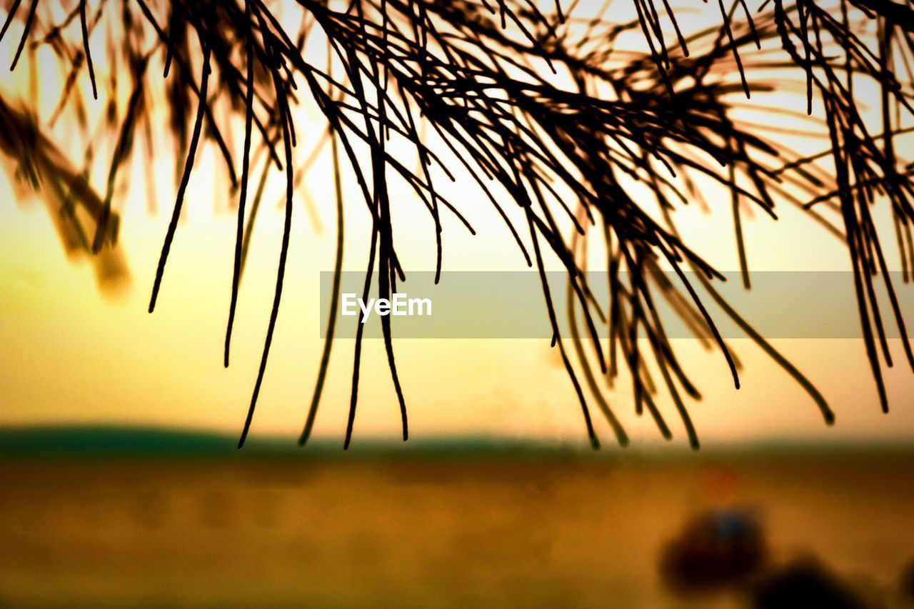 Close-up of silhouette plants against sky during sunset