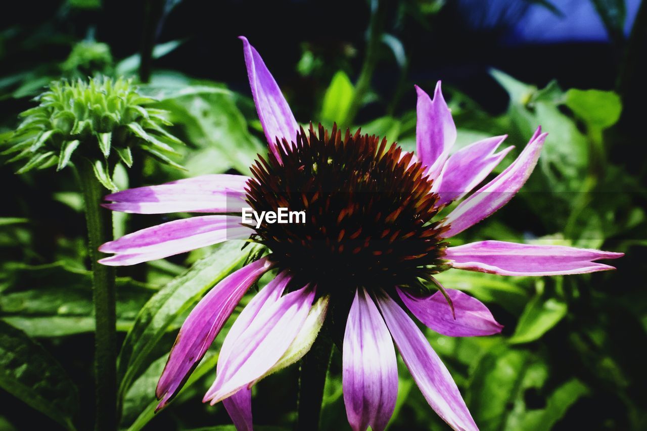 Macro shot of pink black-eyed susan