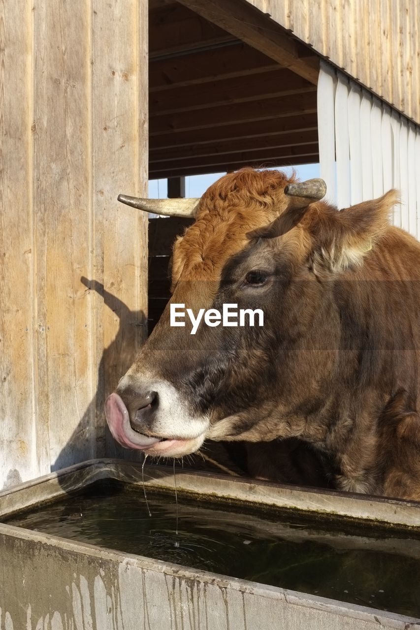 Cow drinking water in farm