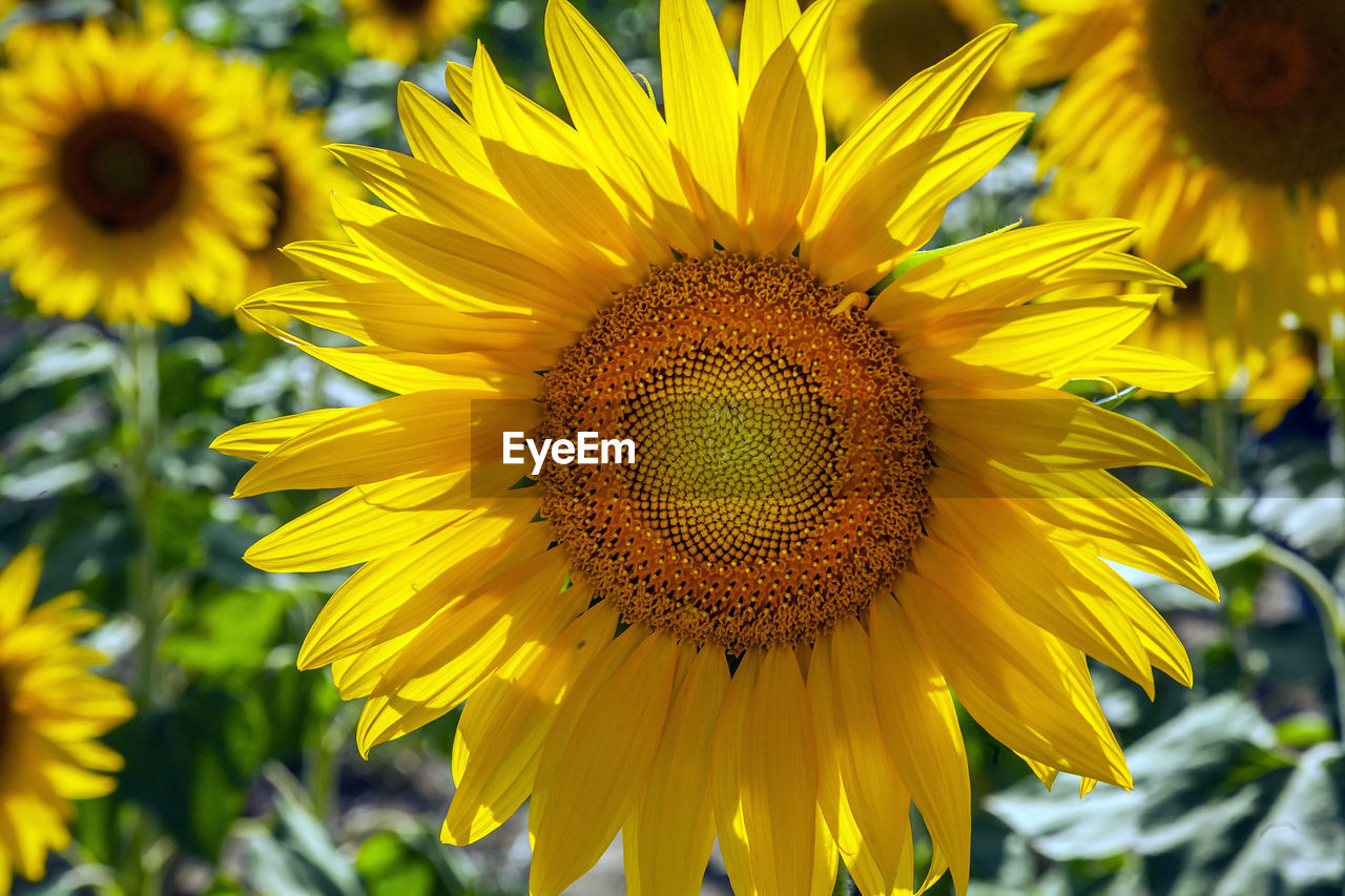 CLOSE-UP OF SUNFLOWER IN BLOOM OF YELLOW FLOWERING PLANT