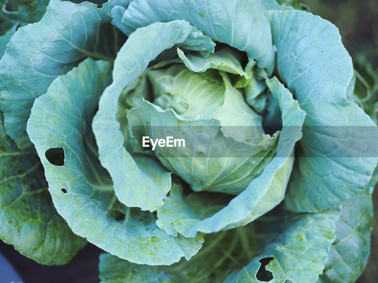 Close-up of green plant