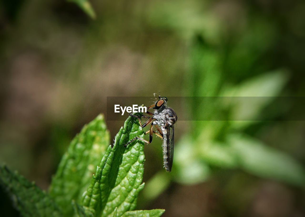 CLOSE-UP OF INSECT