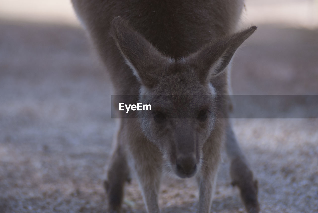 Close-up portrait of kangaroo on field