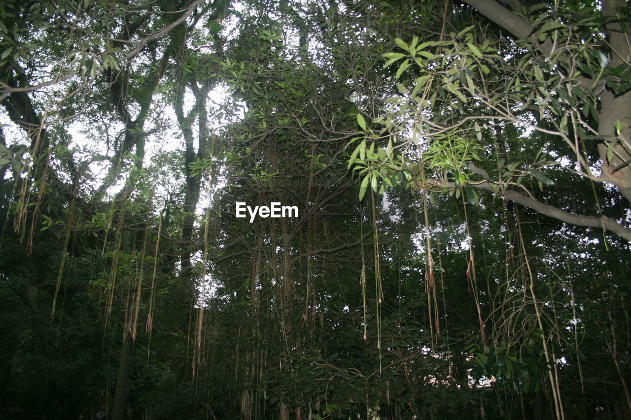 LOW ANGLE VIEW OF TREES AGAINST SKY IN FOREST