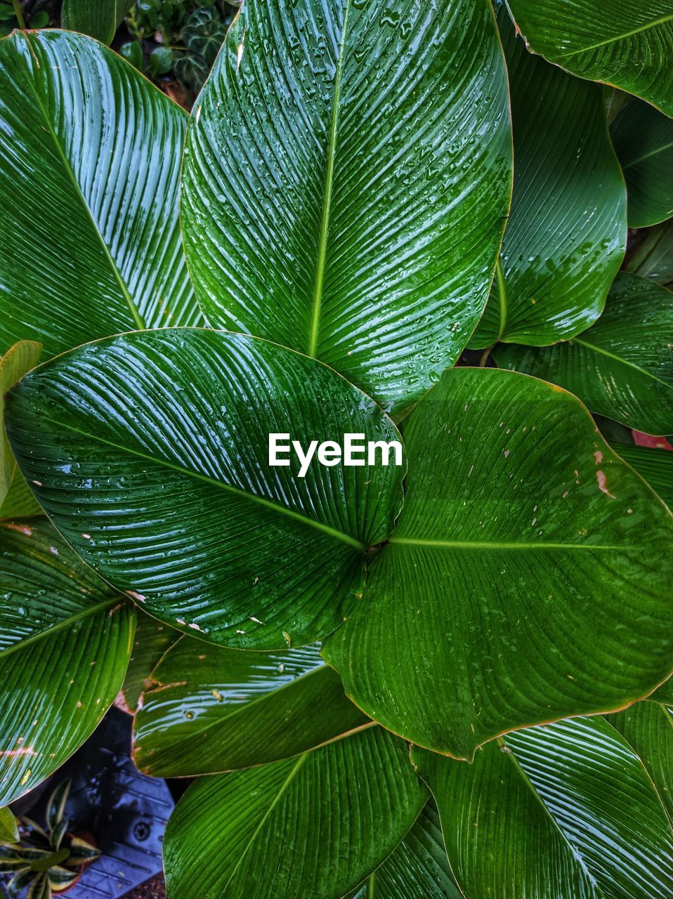 leaf, plant part, green, plant, growth, tree, beauty in nature, nature, flower, no people, close-up, backgrounds, full frame, freshness, day, outdoors, branch, pattern, botany, leaf vein, tranquility, tropical climate, lush foliage