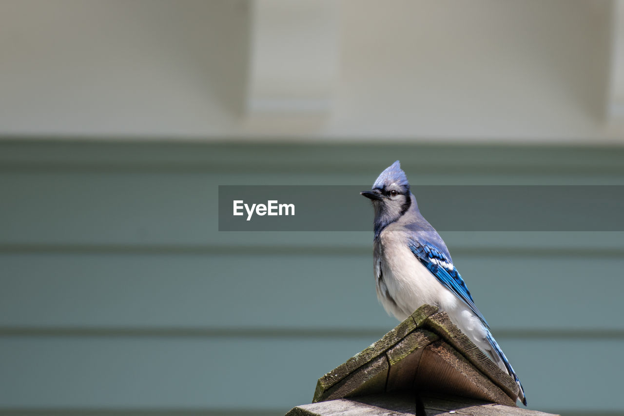 LOW ANGLE VIEW OF BIRD PERCHING ON WOODEN WALL