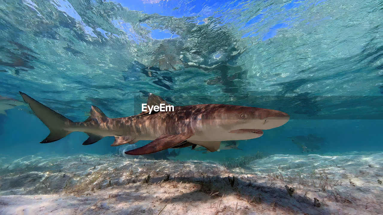 Lemon sharks - negaprion brevirostris - in the shallow water in north bimini, bahamas