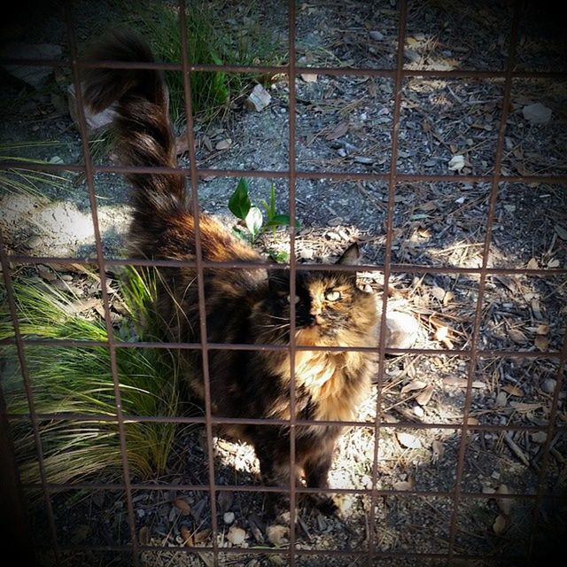 FULL LENGTH OF CAT IN ZOO