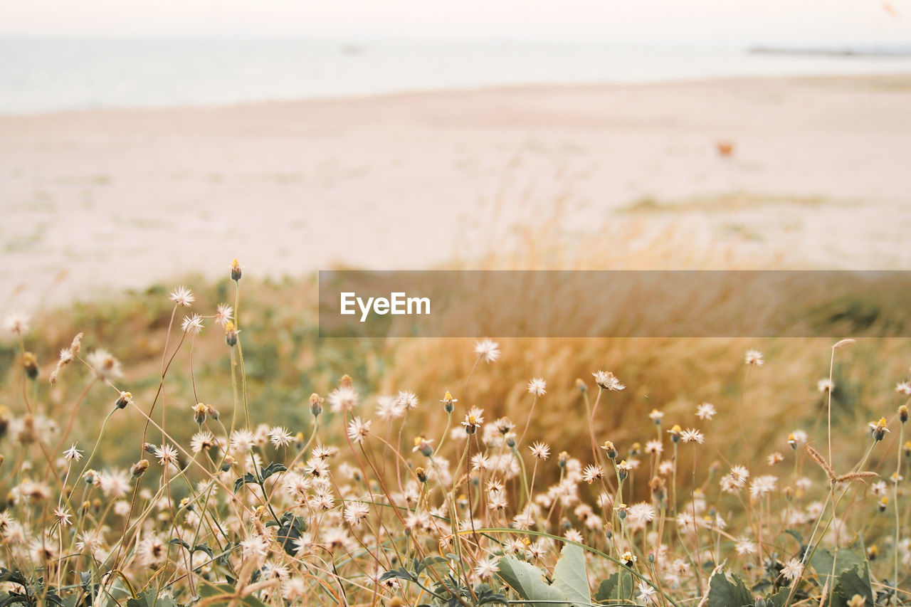 Scenic view of sea and plants on land